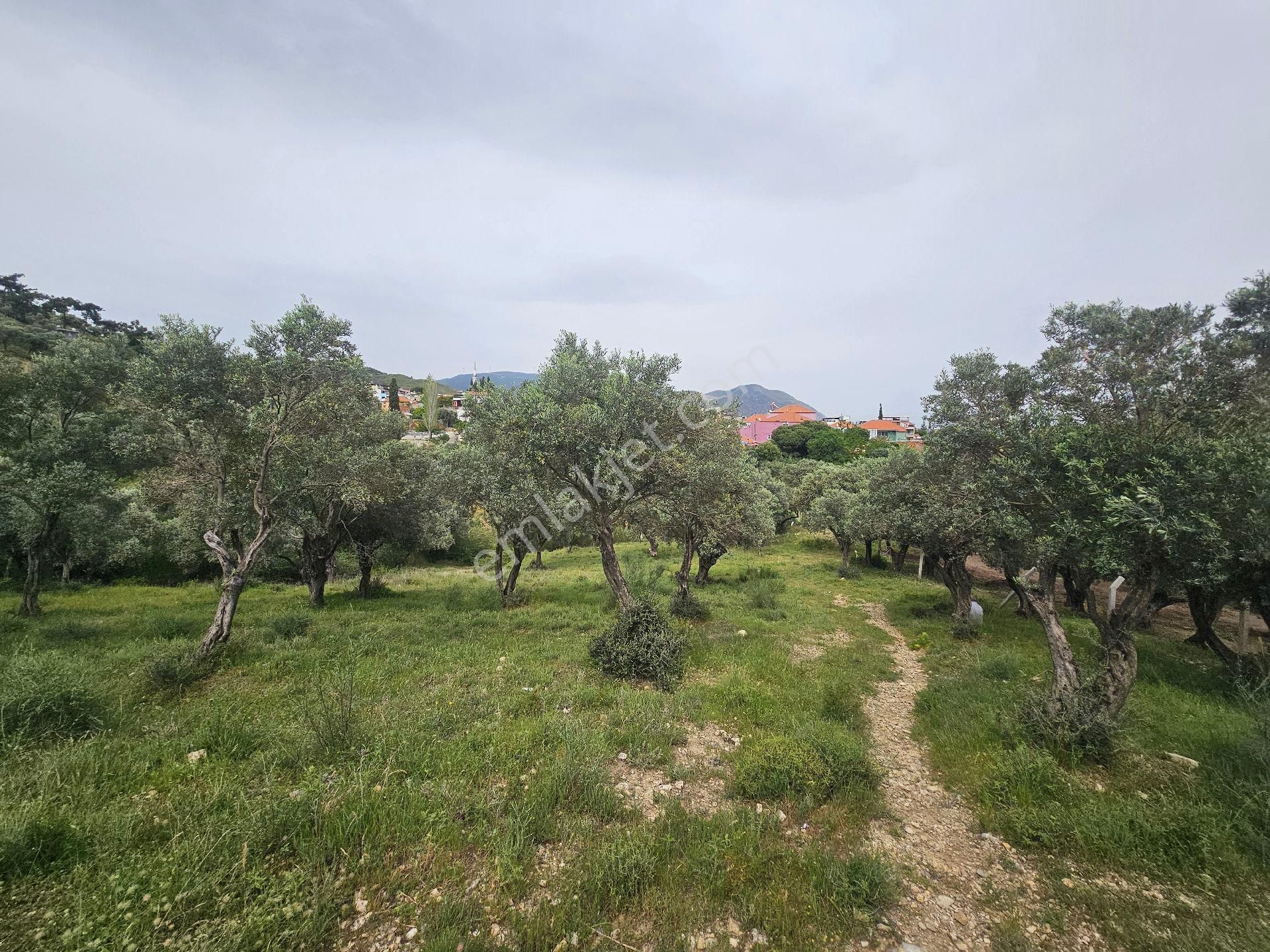 Seo Söke Emlak Ofısınden Savuca Mahallesınde Satılık Zeytınlık - Görsel 6