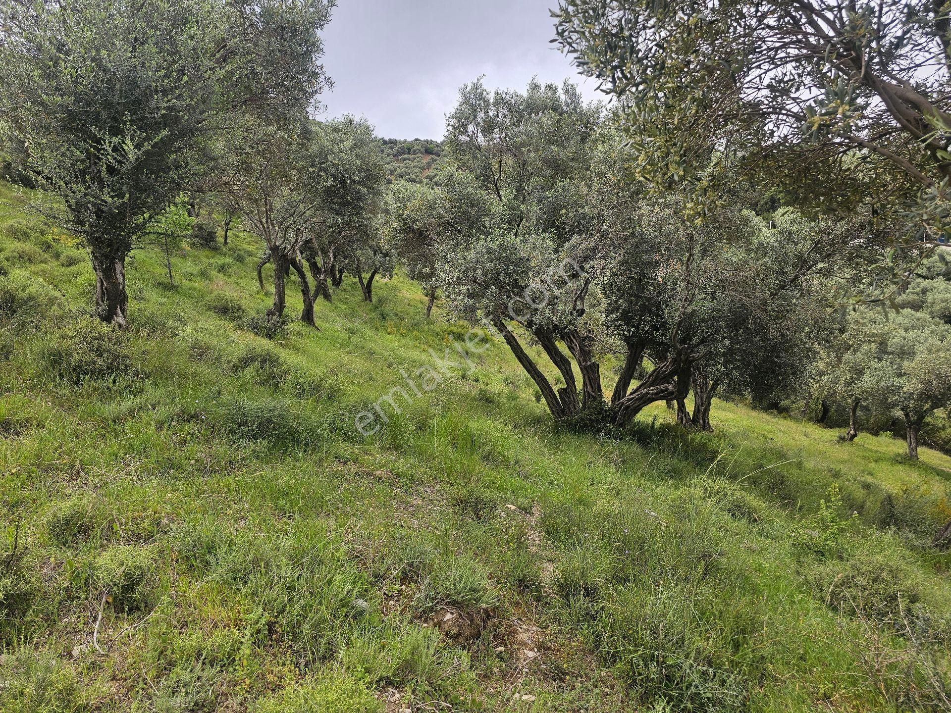 Seo Söke Emlak Ofısınden Savuca Mahallesınde Satılık Zeytınlık - Görsel 13