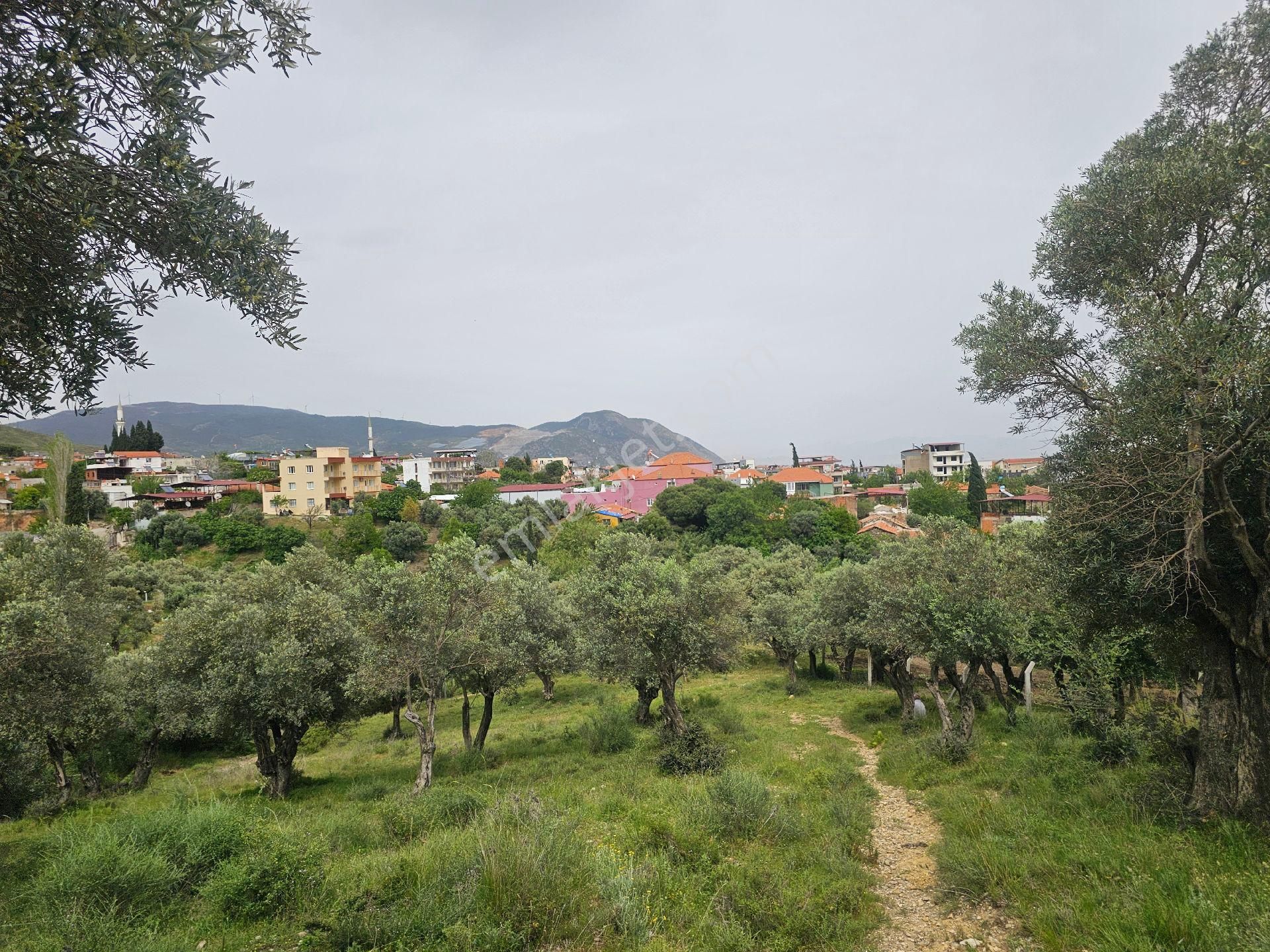 Seo Söke Emlak Ofısınden Savuca Mahallesınde Satılık Zeytınlık - Görsel 19
