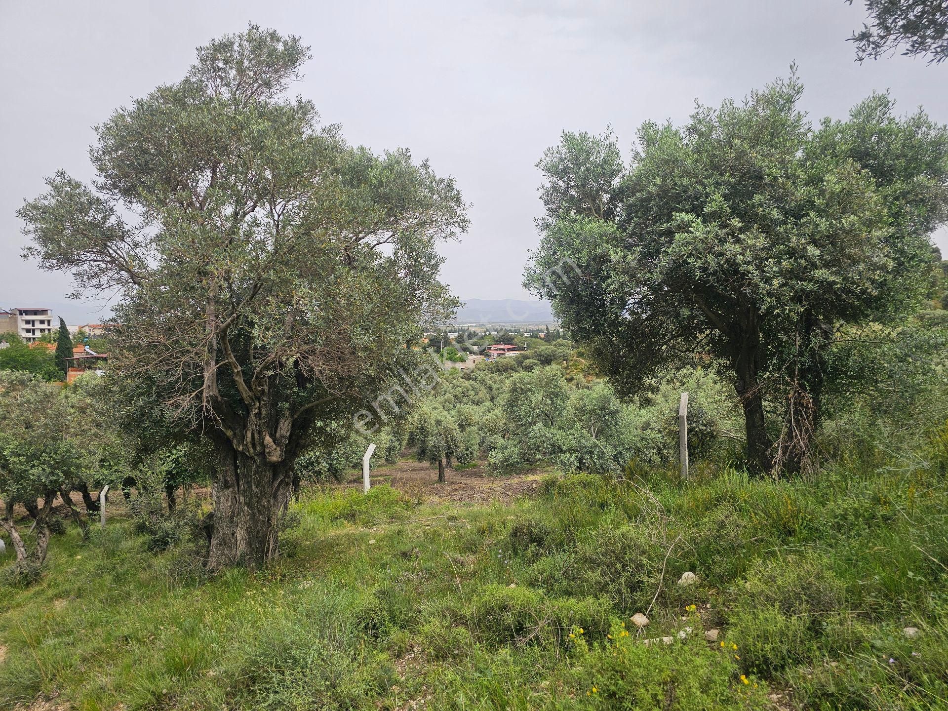Seo Söke Emlak Ofısınden Savuca Mahallesınde Satılık Zeytınlık - Görsel 17