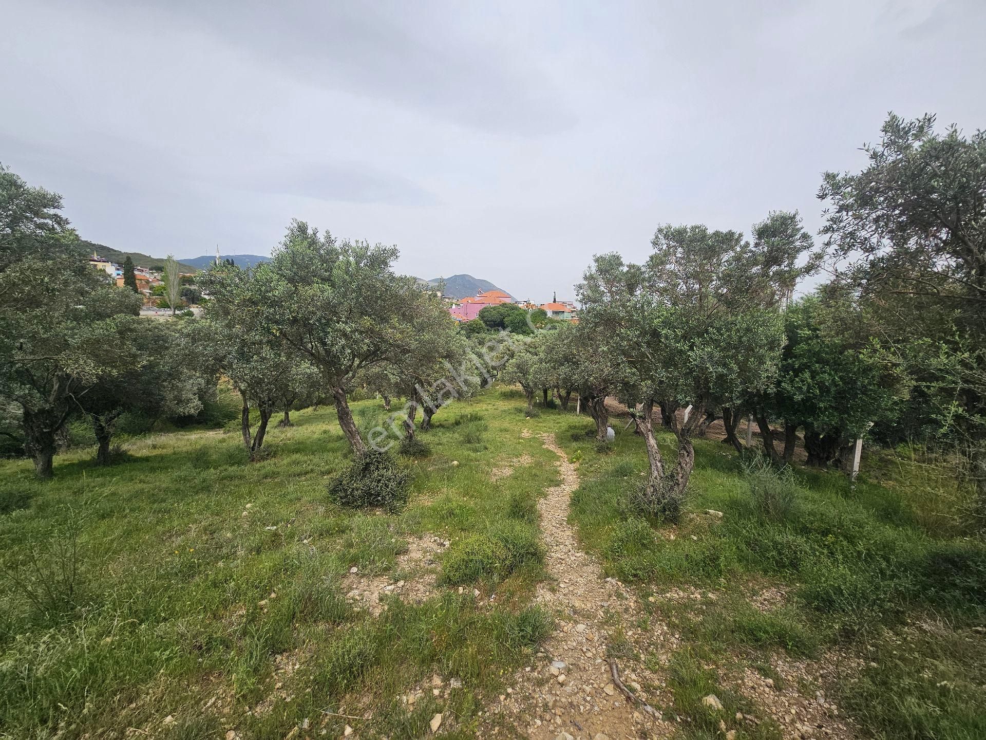 Seo Söke Emlak Ofısınden Savuca Mahallesınde Satılık Zeytınlık - Görsel 11