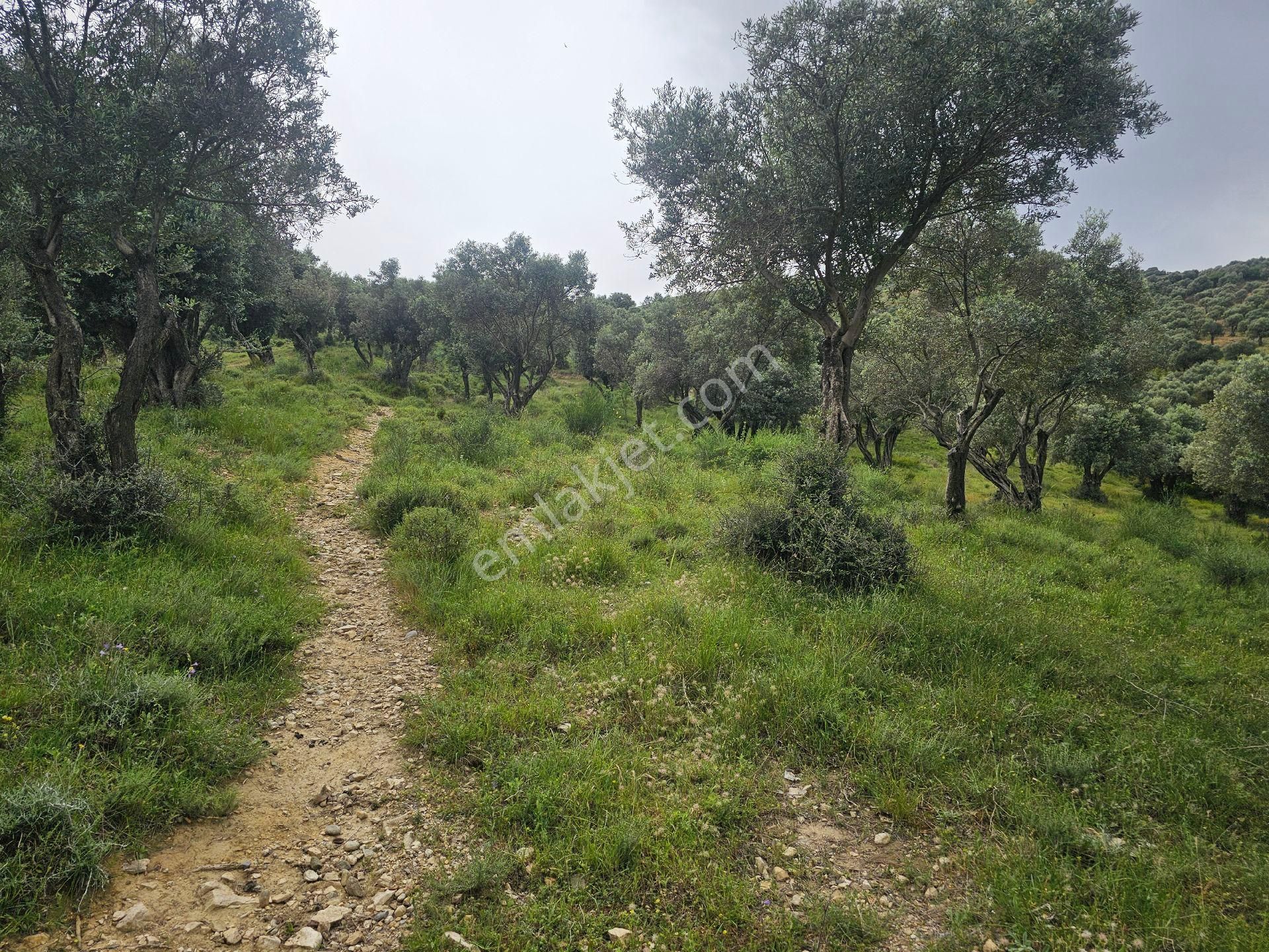 Seo Söke Emlak Ofısınden Savuca Mahallesınde Satılık Zeytınlık - Görsel 31