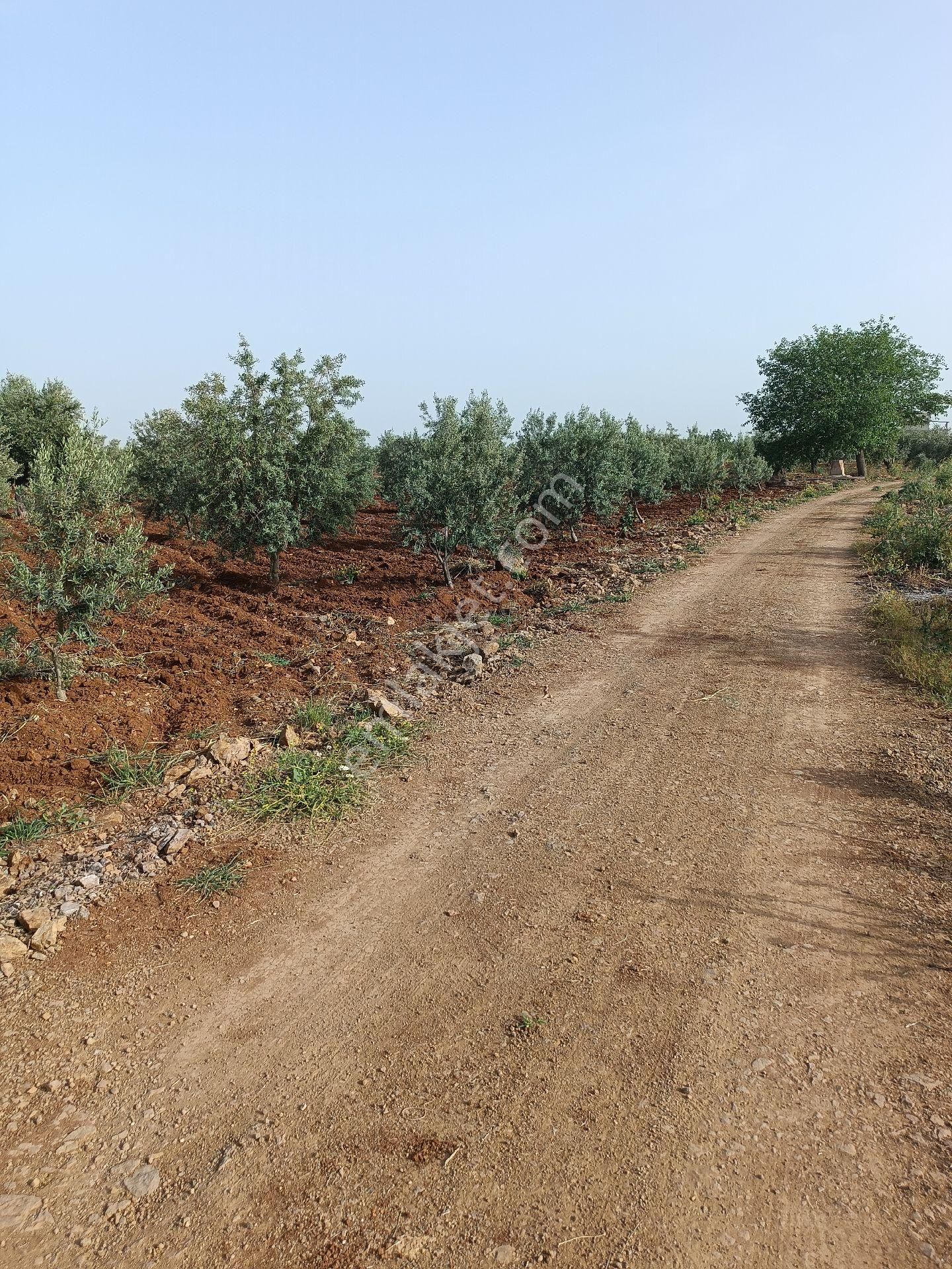 Kilis Merkez Mehmet Rıfat Kazancıoğlu Satılık Zeytinlik ROYAL EMLAK'TAN BAĞEVLİK  SATILIK YOL ÜSTÜ ZEYTİNLİK 