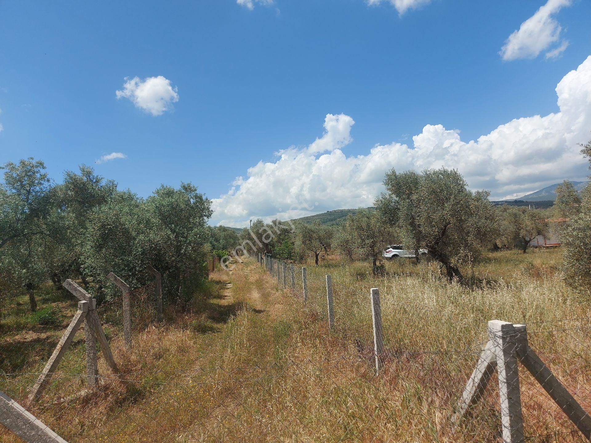 Torbalı Karakuyu Satılık Zeytinlik  Torbalı Karakuyu Mah Müstakil Parsel 4100 m2 Satılık Zeytinlik