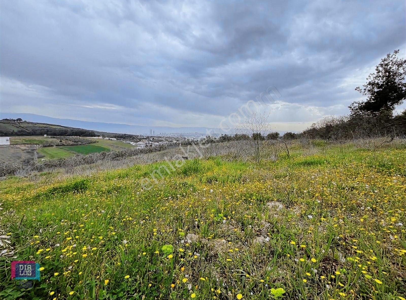 Mudanya Çağrışan Satılık Villa İmarlı MUDANYA ÇAĞRIŞANDA 2460 M2 VİLLA ARSASI