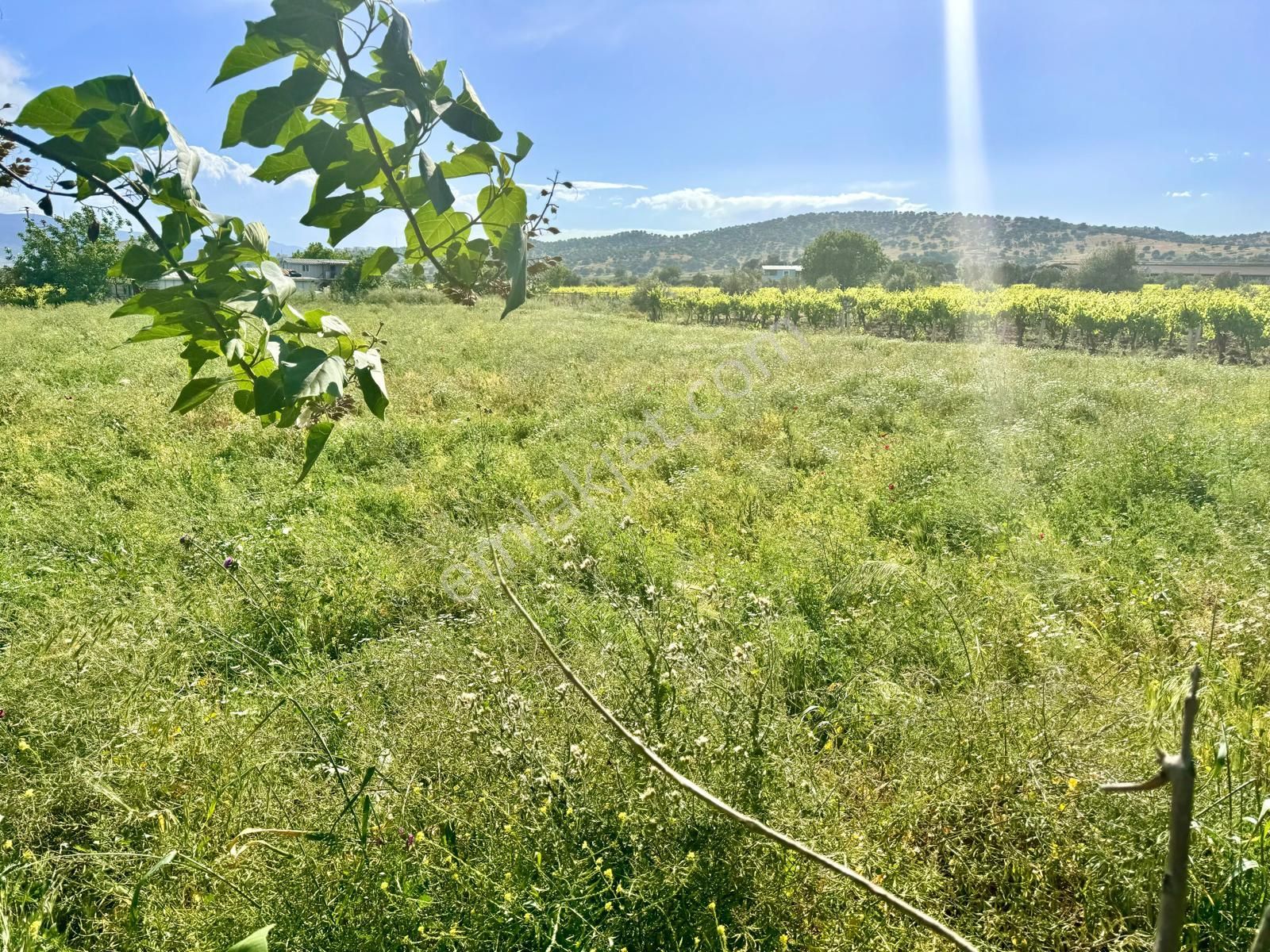 Yunusemre Muradiye Satılık Tarla Manisa Muradiye ' De Satılık 5.100 M2 Tarla , Asfalta Yakın , Yol Mevcut