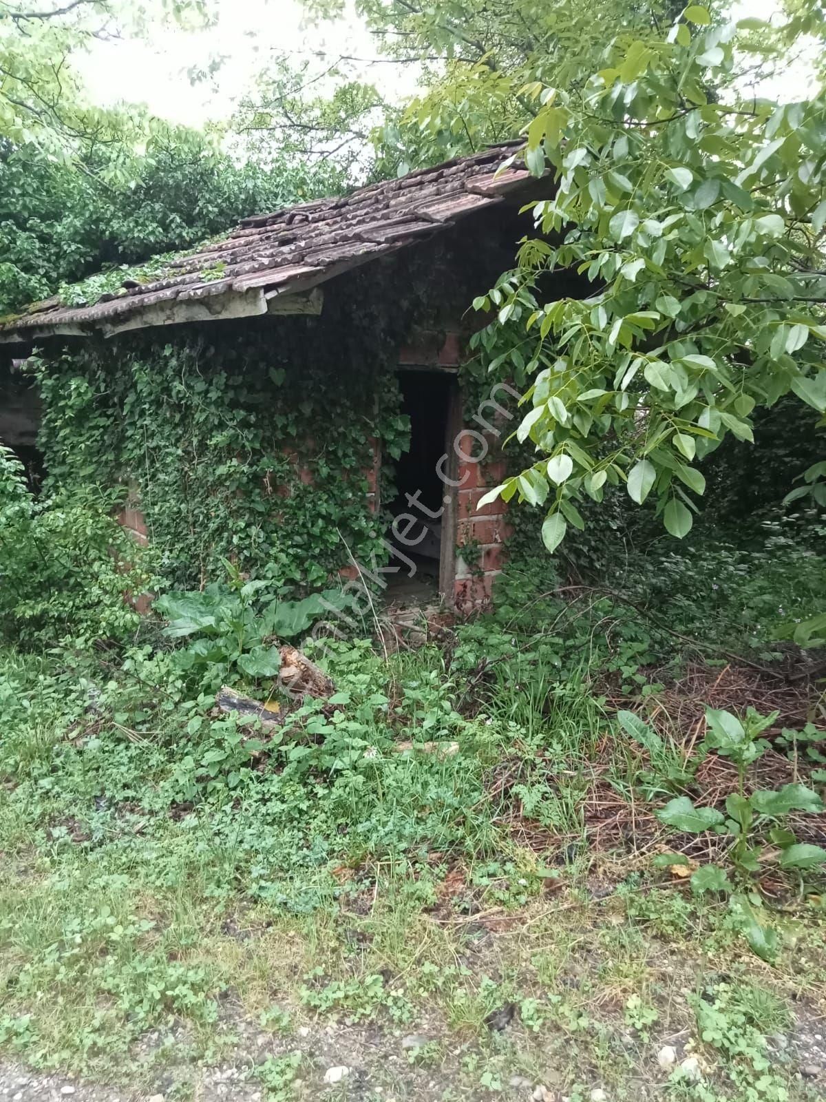 Erfelek Dereköy Köyü (Taşkirişi) Satılık Tarla Sinop Erfelek Yola Sıfır Tarla