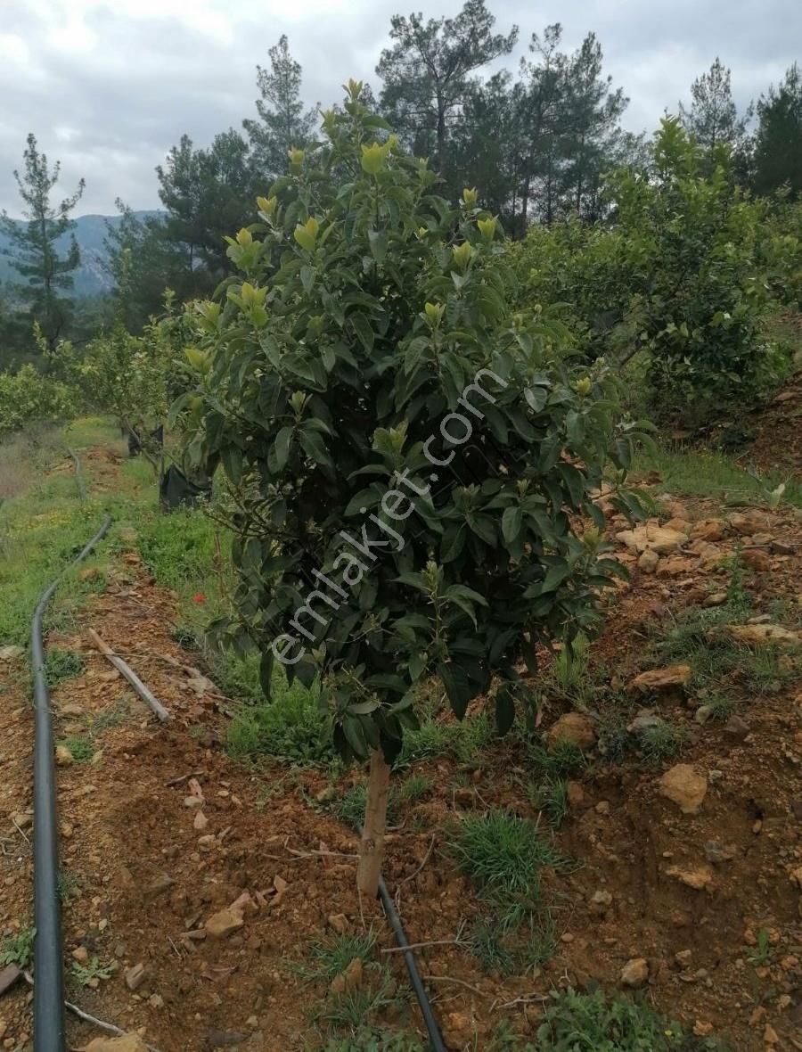 Bozyazı Bahçekoyağı Satılık Tarla ALTUN EMLAKTAN SATLIK TURSUNDA HARİKA BİR DOĞA İÇİNDE BAHÇE