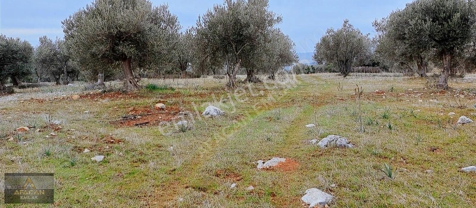 Bergama Zeytindağ Satılık Zeytinlik AFACAN dan Zeytindağ Otoyol Yakını Satılık Deniz Manzaralı Arazi