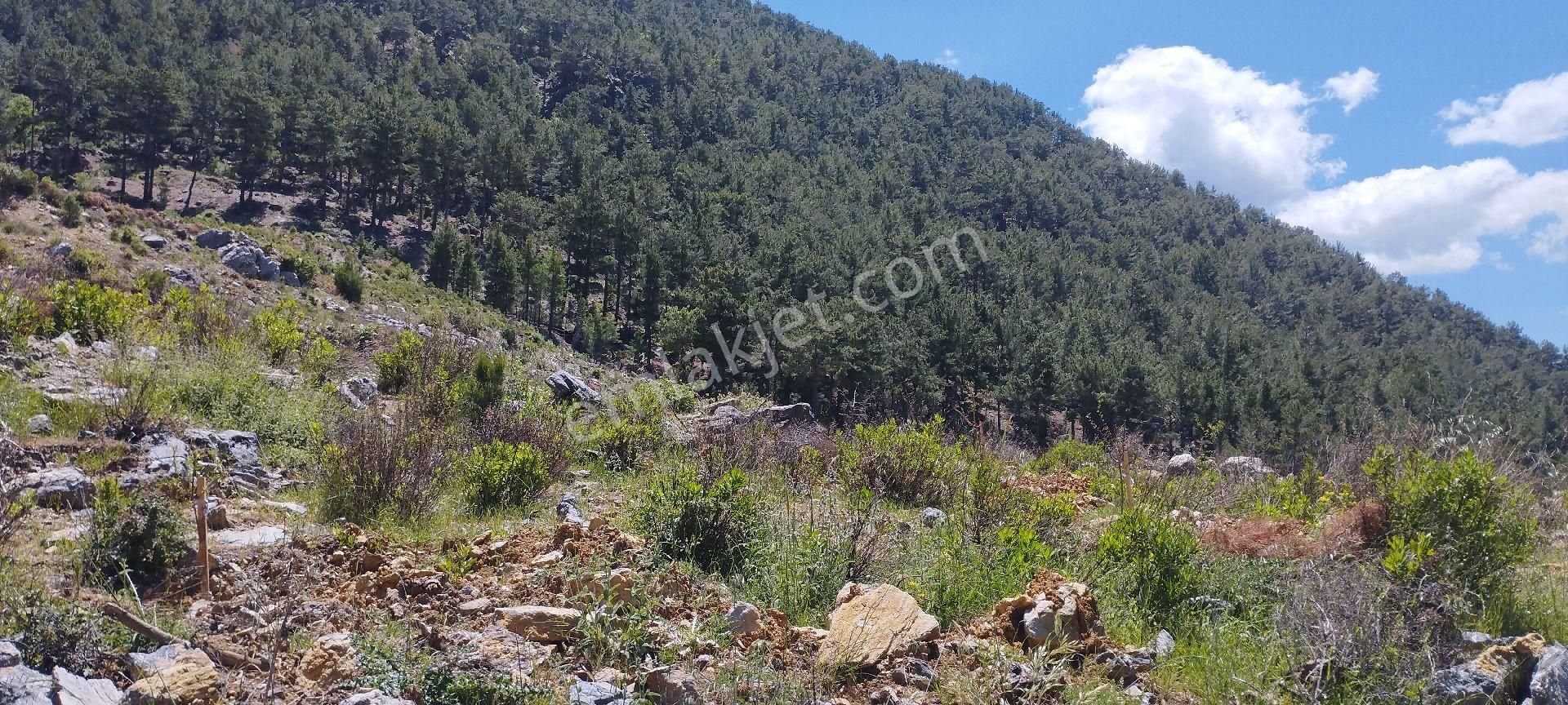 Çamlıca Mahallesinde 34 Dönüm Tek Tapu Satılık Tarla - Görsel 14