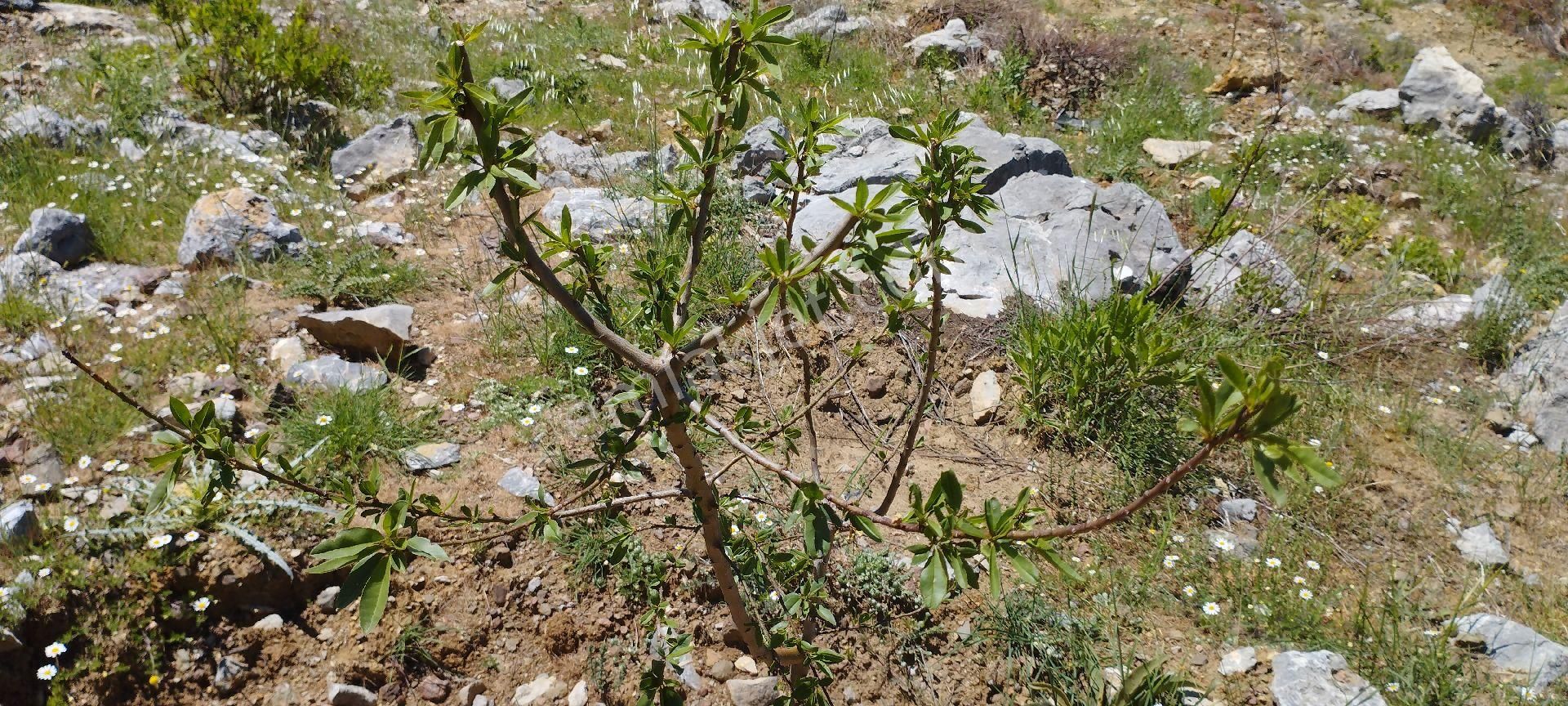 Çamlıca Mahallesinde 34 Dönüm Tek Tapu Satılık Tarla - Görsel 19