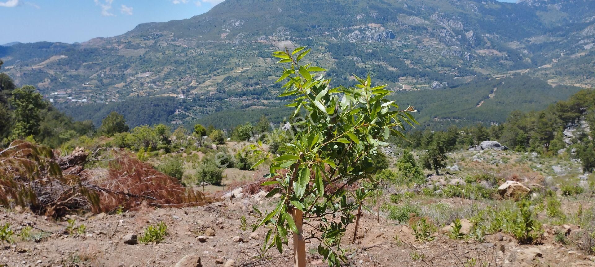Çamlıca Mahallesinde 34 Dönüm Tek Tapu Satılık Tarla - Görsel 5