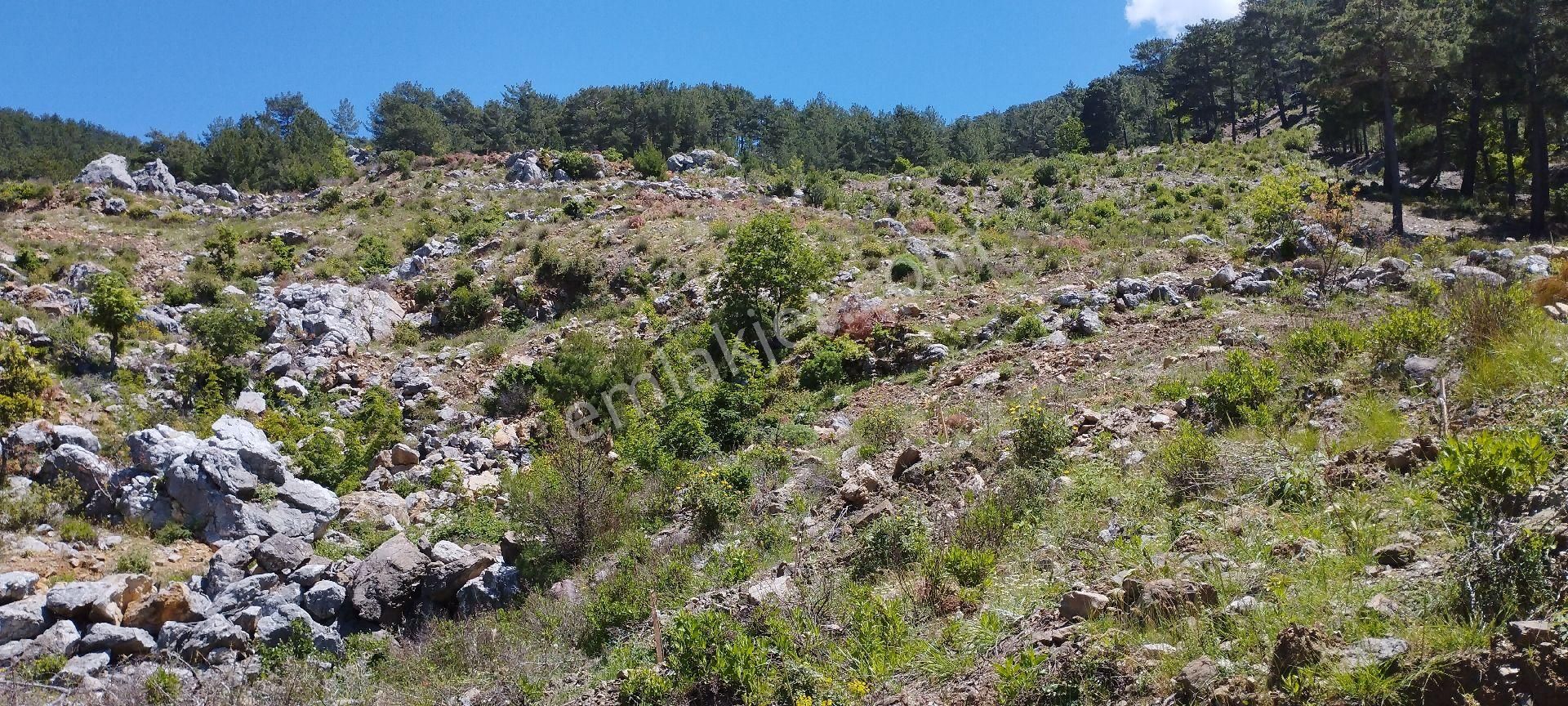 Çamlıca Mahallesinde 34 Dönüm Tek Tapu Satılık Tarla - Görsel 8