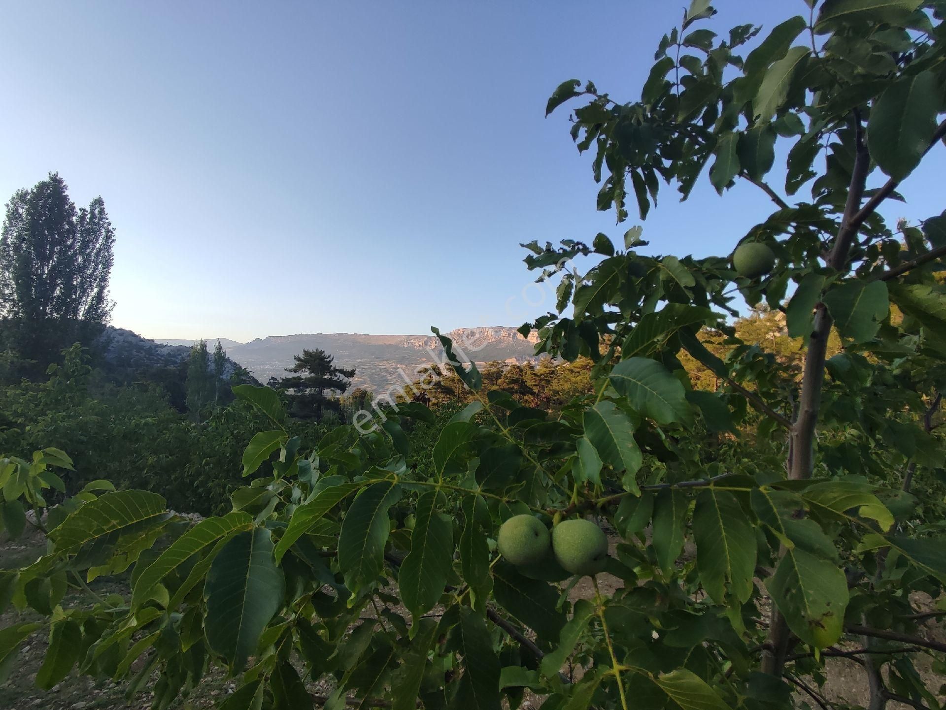 Ermenek Pamuklu Köyü Satılık Bağ & Bahçe 15 dönüm ceviz bahçesi 