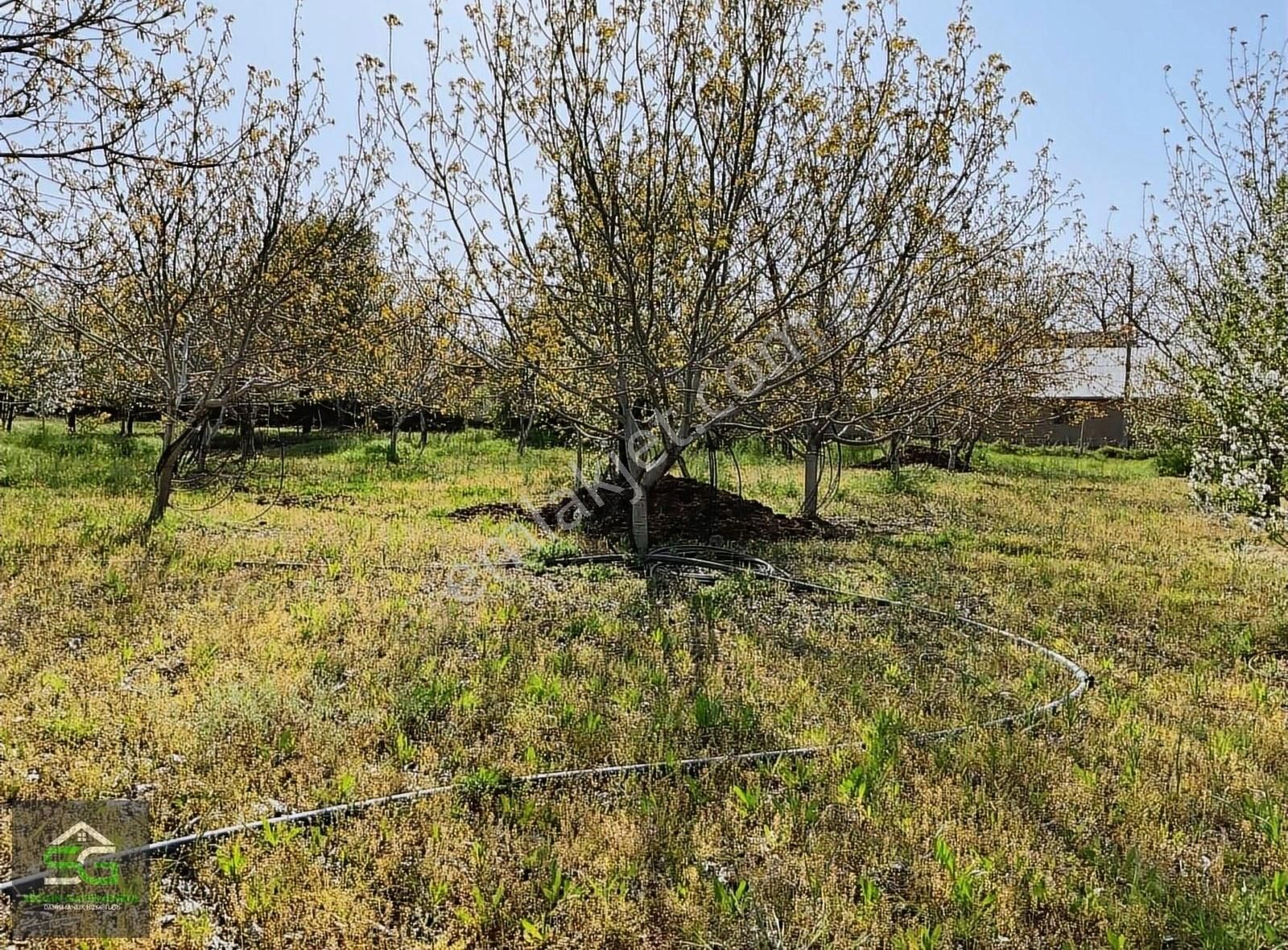 Elazığ Merkez Hankendi Köyü (Bahçelievler) Satılık Bağ & Bahçe HANKENDİ MAHALLESİNDE SATILIK HAZIR KURULU BAHÇE