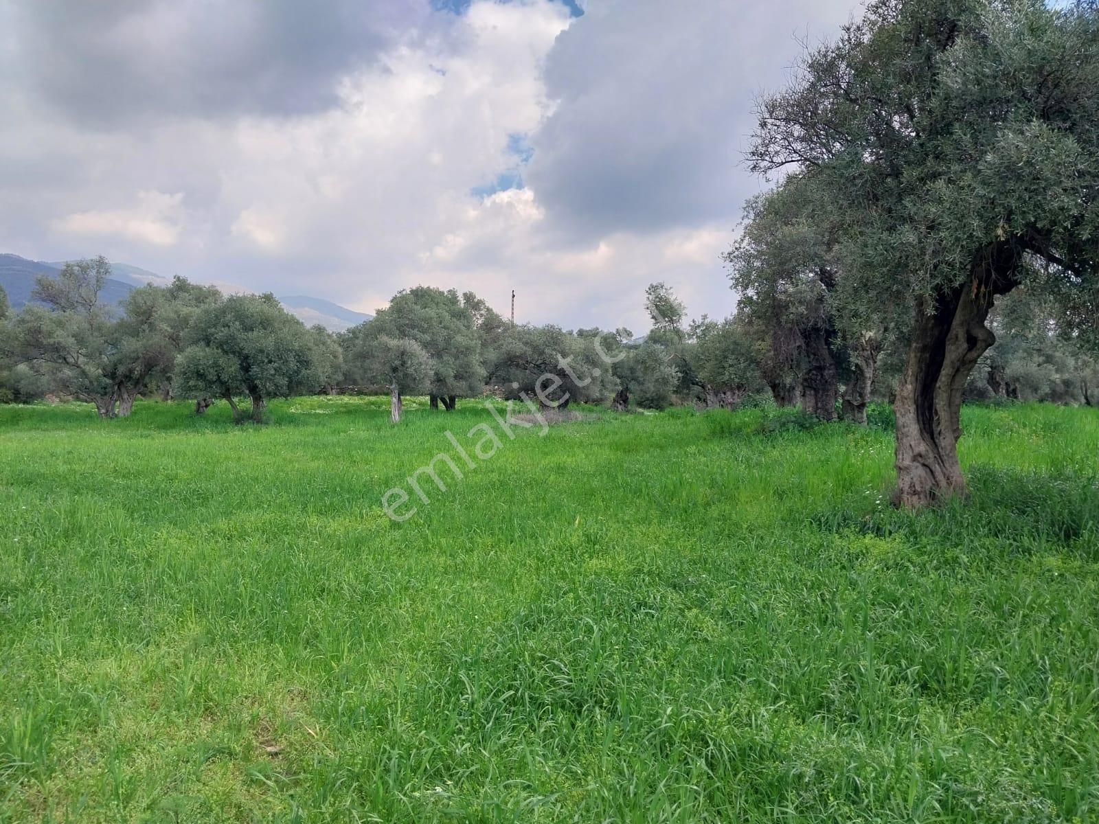 Ödemiş Gölcük Satılık Tarla  Köyde, dağda değil, Şehrin tam içinde Arazi..!!!