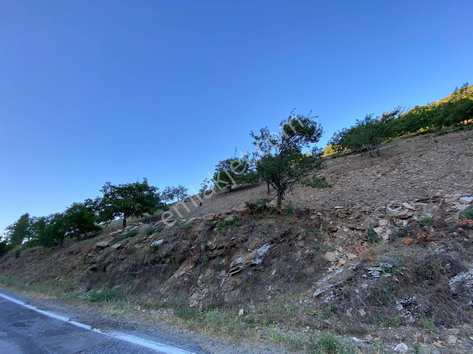 Tire Satılık Cevizlik Dağdere Köyü 5500 M2 Tek Tapu Asfalt Yol Kenarı - Görsel 3
