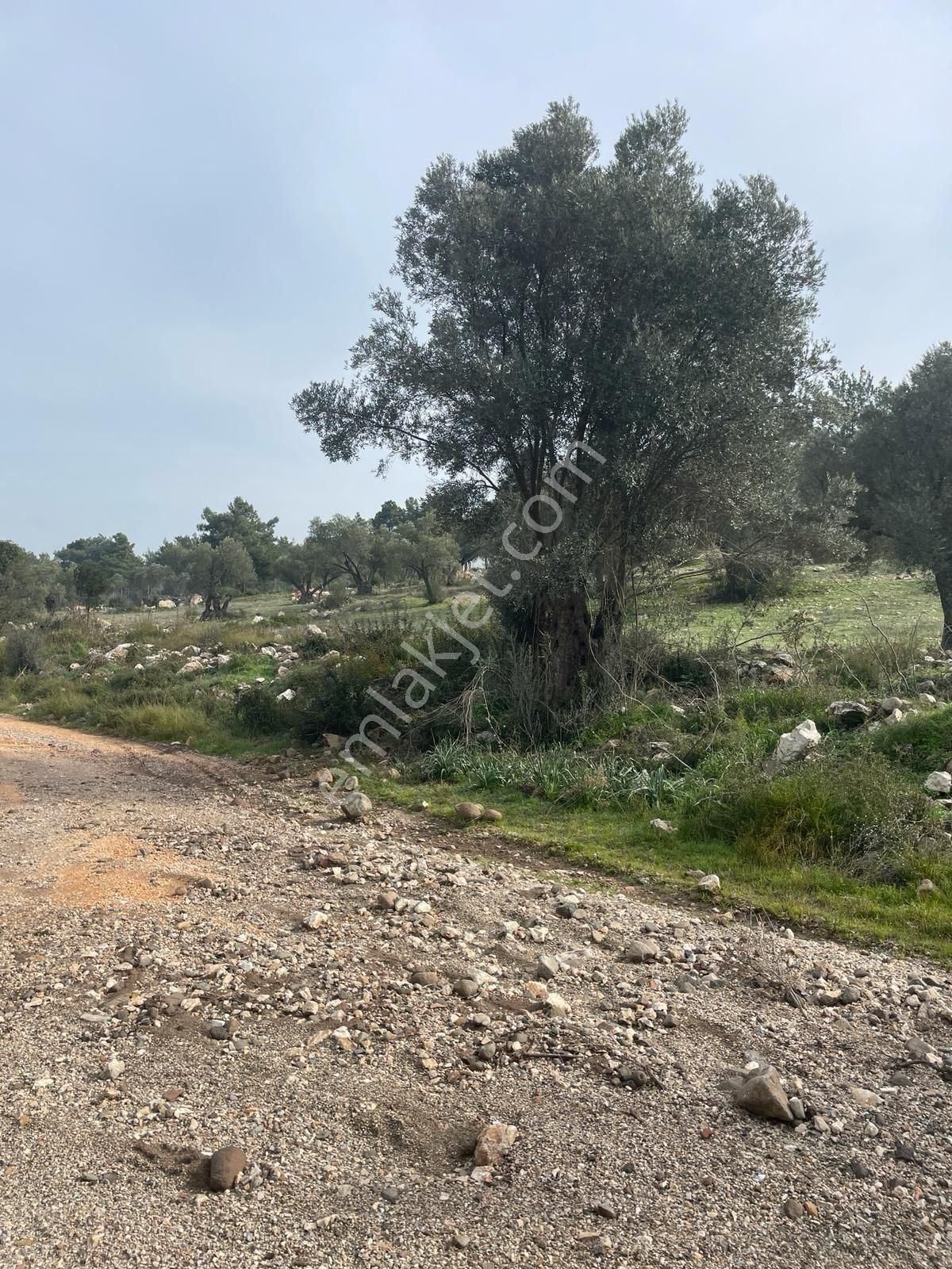 Urla Kadıovacık Satılık Muhtelif Arsa Urla'nın Yeni Yıldızı Kadvıovacık'ta Fırsat