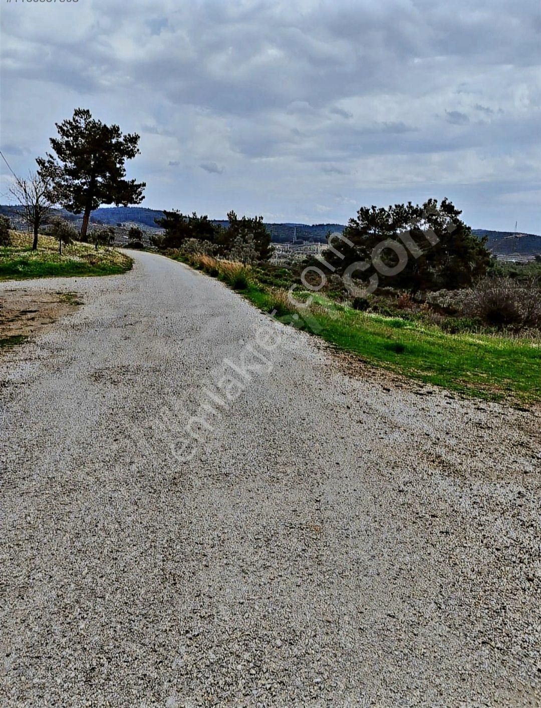 Torbalı Düverlik Satılık Zeytinlik  Torbalı Düverlik Mah  Mirastan Bölünme 4506 m2 Satılık Zeytinlik