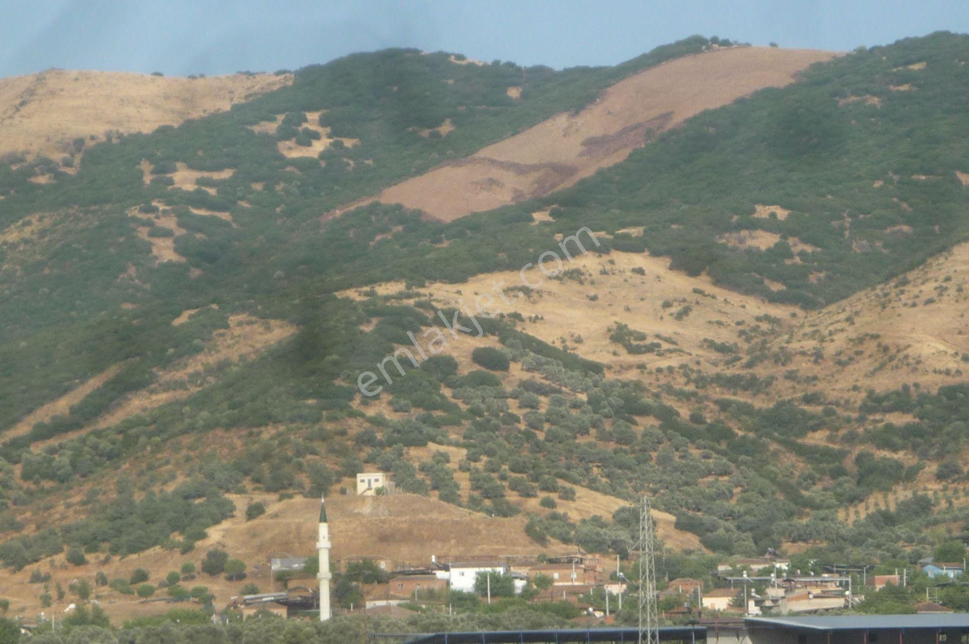 İzmir Torbalı Gold Emlaktan Satılık Marjinal Tarla - Görsel 3