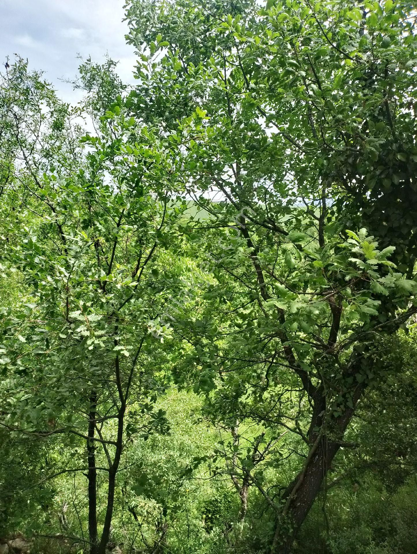 Safranbolu 15 Temmuz Satılık Bağ & Bahçe KARABÜK SAFRANBOLU 15 TUMMUZ DA BAHÇE