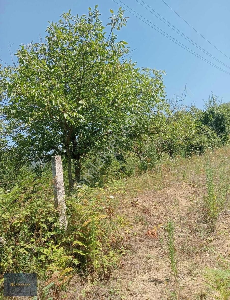 Ayancık Otmanlı Köyü (Merkez Mevki) Satılık Tarla SİNOP AYANCIK HARİKA TEK TAPU TARLA