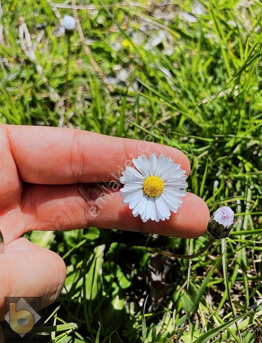 Seydikemer Arsaköy Satılık Tarla SEYDİKEMER ARSA KÖY DOĞA İÇİNDE MÜKEMMEL 250m2 BAĞ