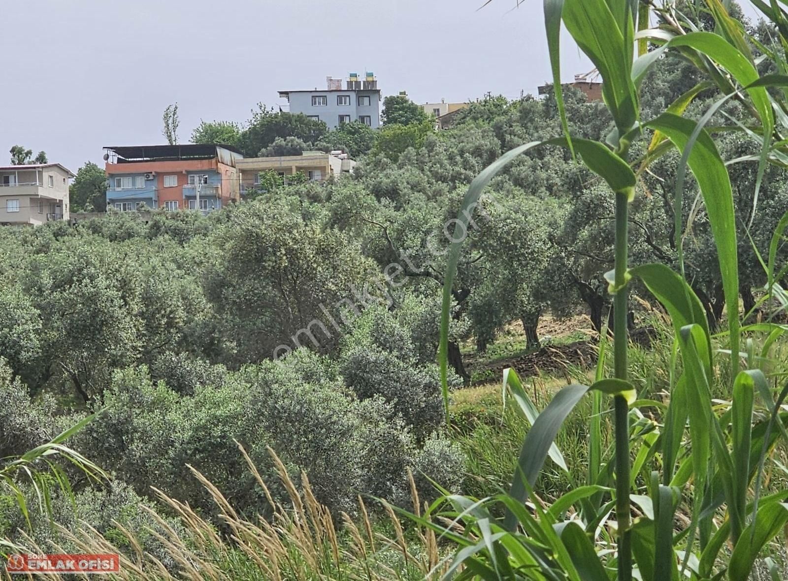 Seo Soke Emlak Ofısınden Savucada Satılık Zeytinlik - Görsel 12