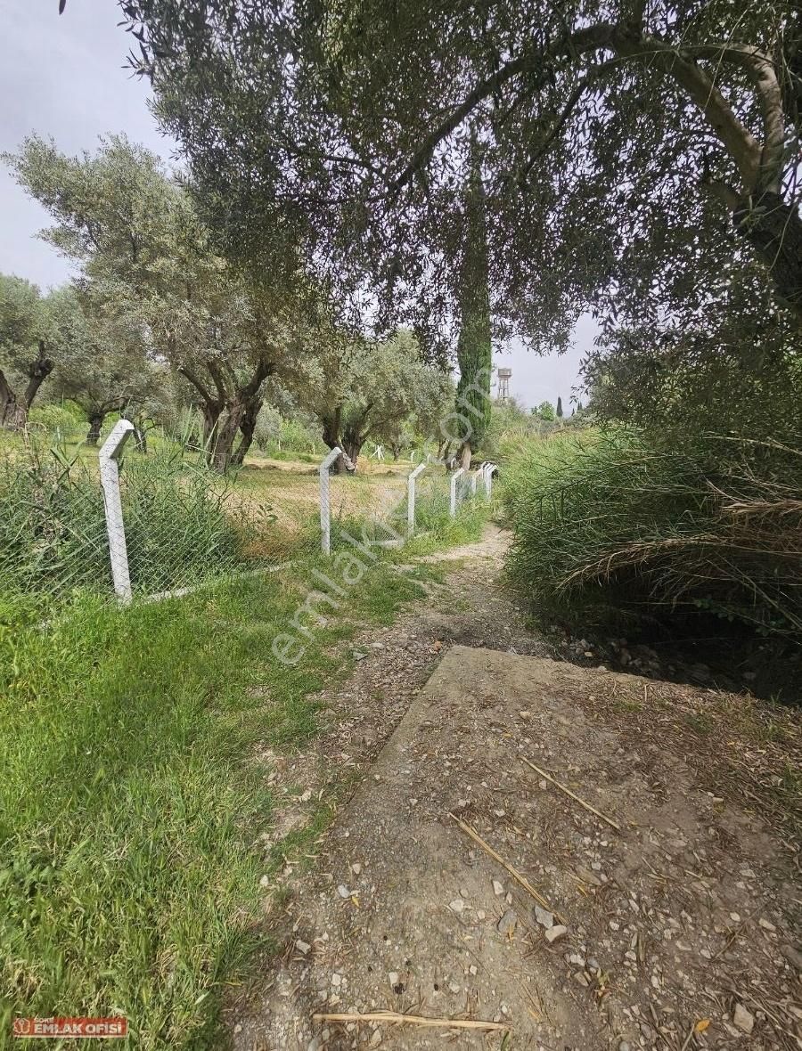 Seo Soke Emlak Ofısınden Savucada Satılık Zeytinlik - Görsel 26
