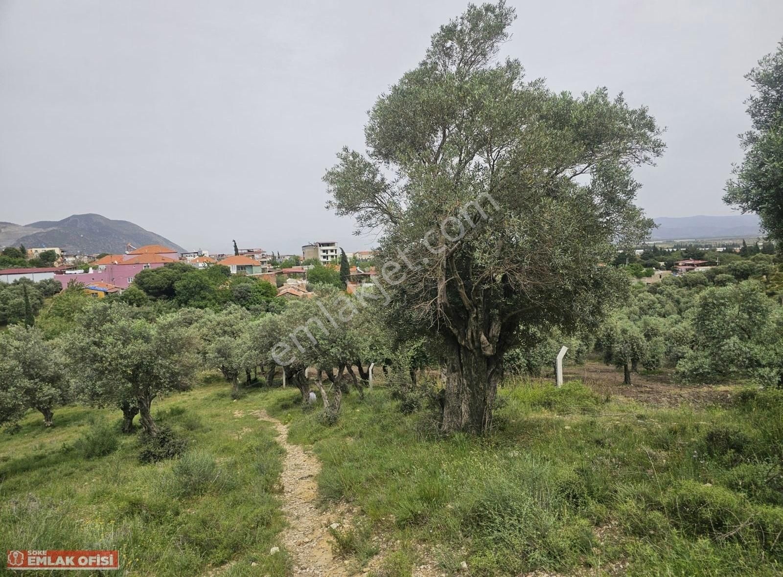 Seo Soke Emlak Ofısınden Savucada Satılık Zeytinlik - Görsel 23
