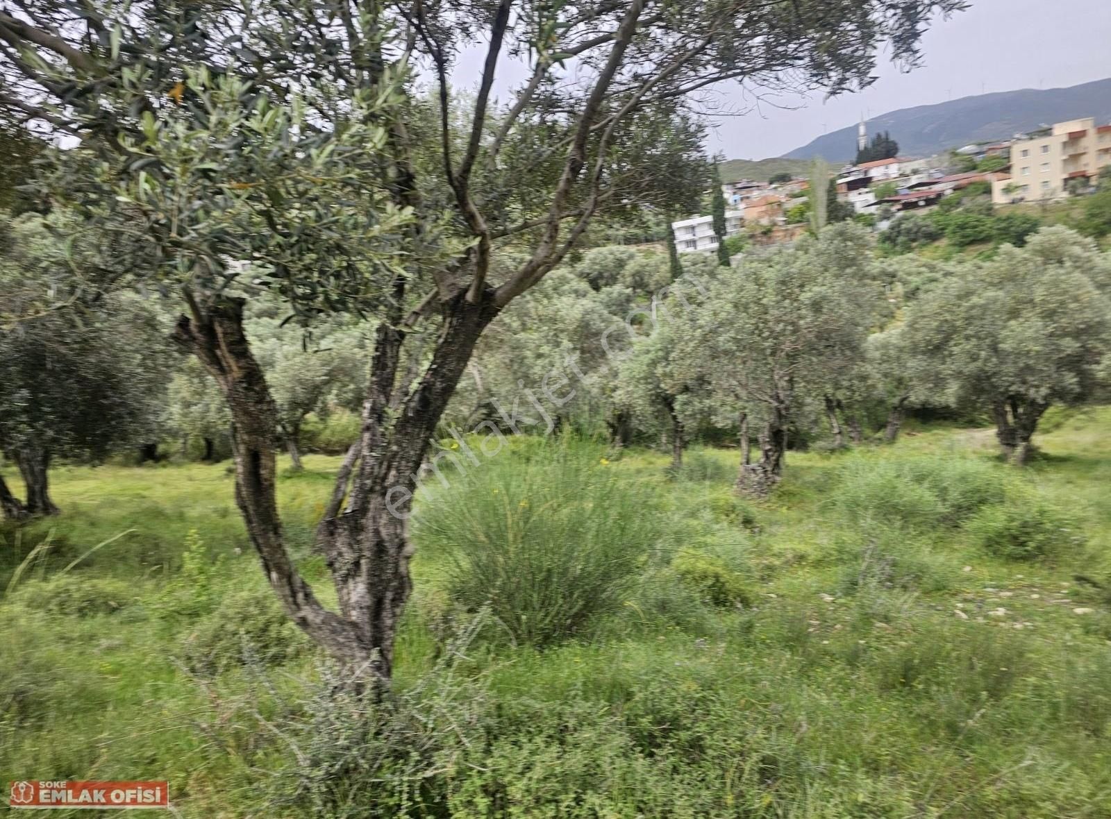 Seo Soke Emlak Ofısınden Savucada Satılık Zeytinlik - Görsel 28