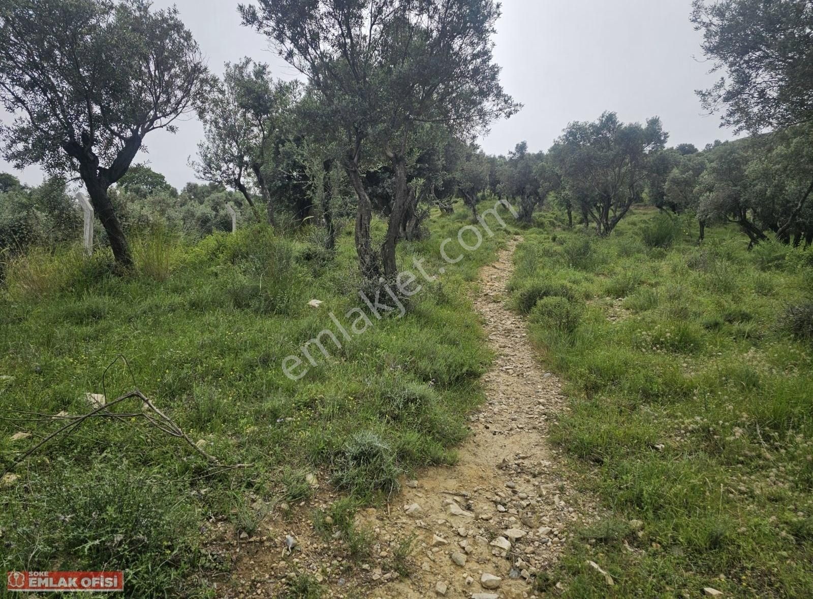 Seo Soke Emlak Ofısınden Savucada Satılık Zeytinlik - Görsel 6