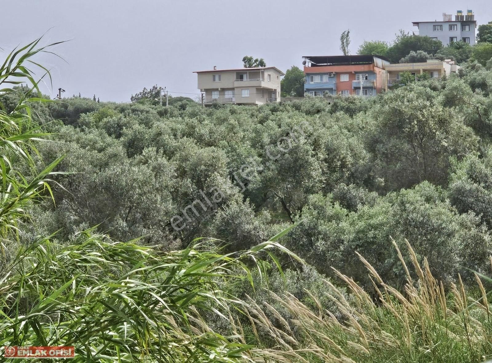 Seo Soke Emlak Ofısınden Savucada Satılık Zeytinlik