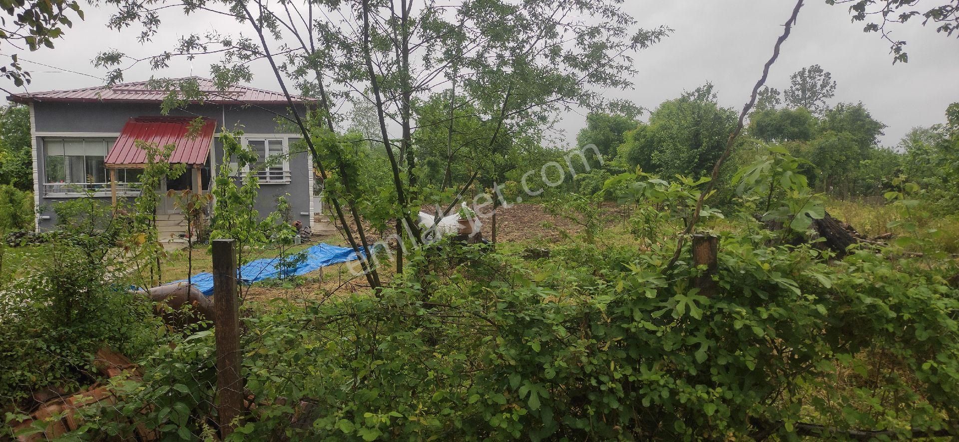 Samsun Terme Egercelide E5e 1300 Mbev Yapma Yeri Tarla Satilikdir - Görsel 5