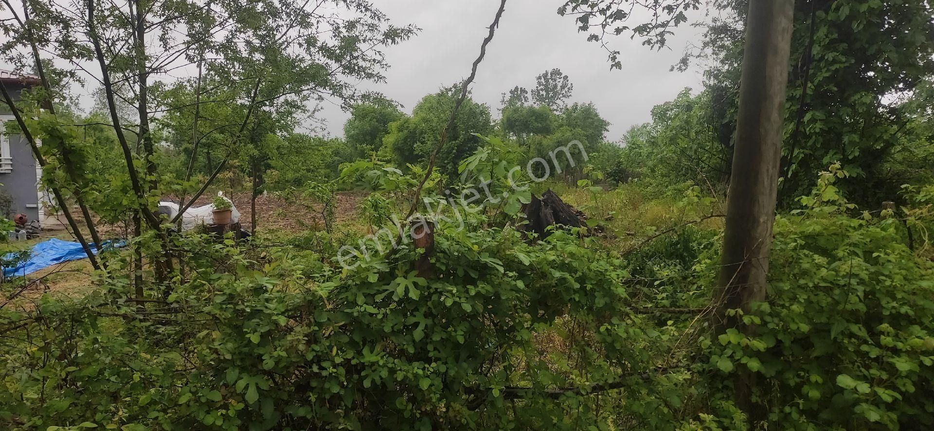 Samsun Terme Egercelide E5e 1300 Mbev Yapma Yeri Tarla Satilikdir - Görsel 4