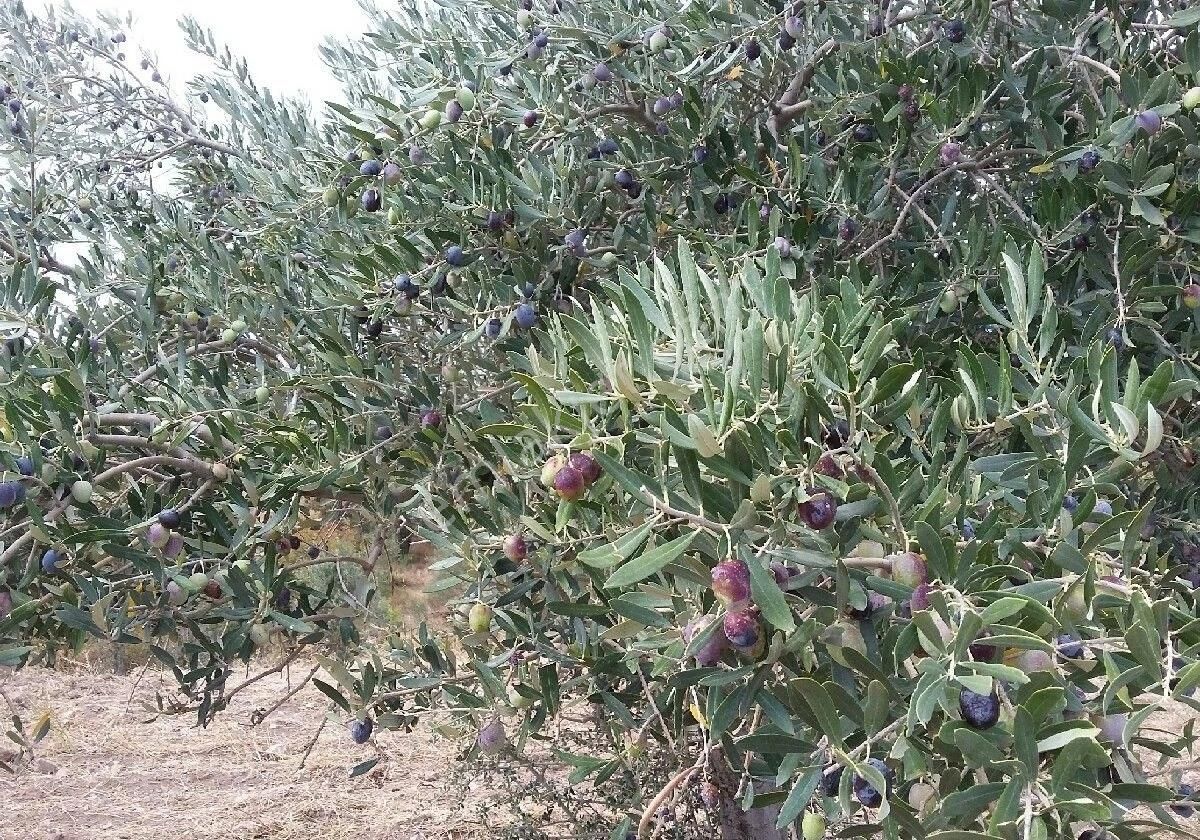 Bergama Bozköy Satılık Zeytinlik Bergama bozköyde satılık müstakil tapulu zeytinlik