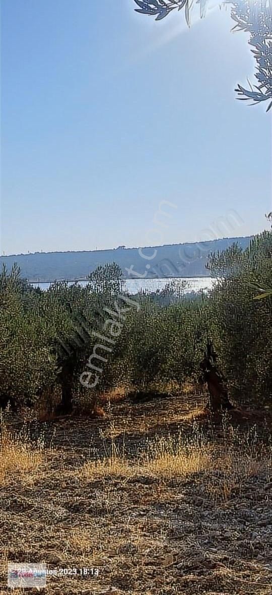 Dikili Bademli Satılık Tarla Dikili Bademli Köye ve Yola Yakın Satılık Zeytinli Tarla