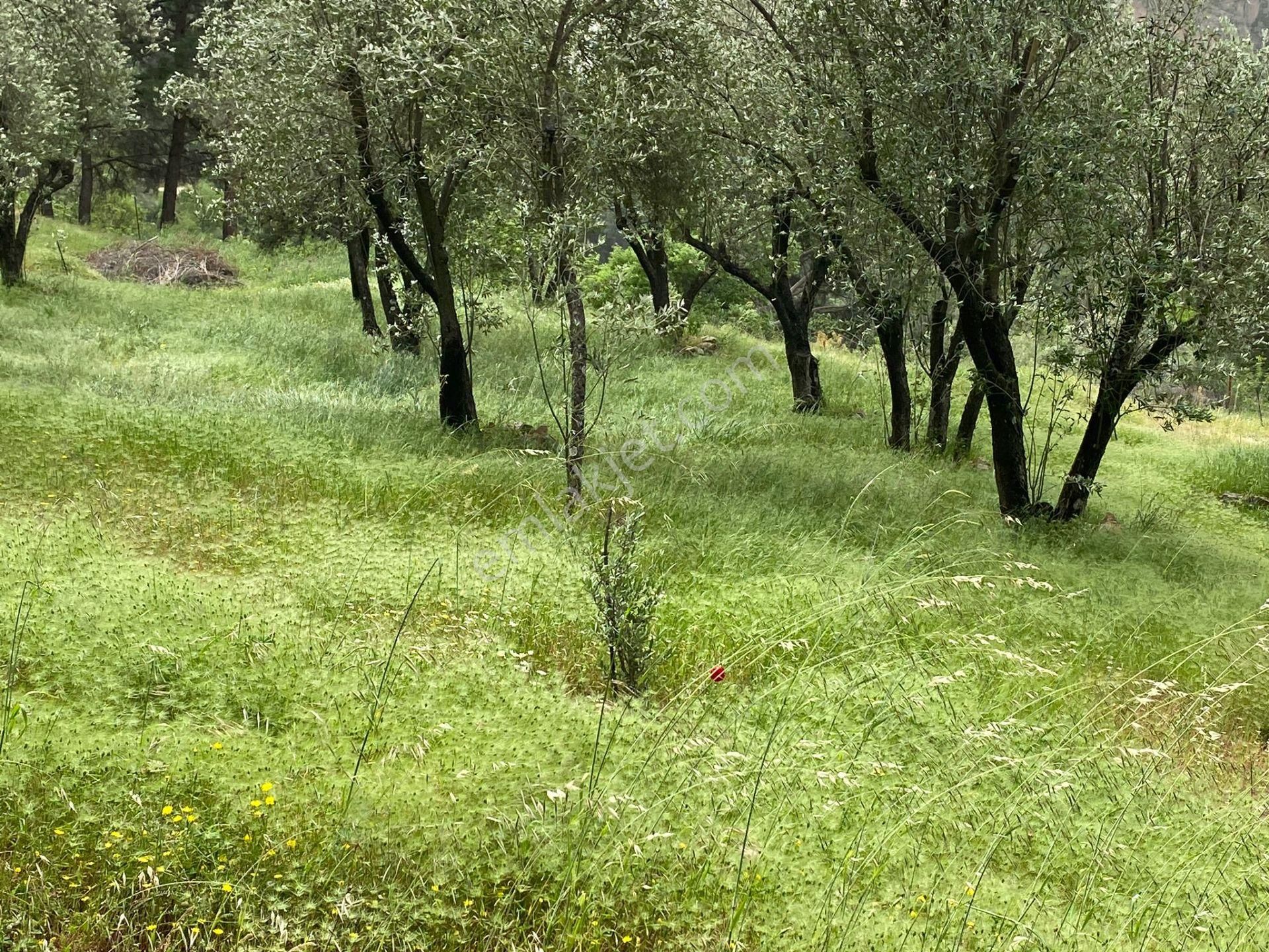 Bergama Kapukaya Satılık Zeytinlik  BERGAMA KAPUKAYA KÖYÜ MEVKİİ 856 M2 ZEYTİNLİK SATILIKTIR