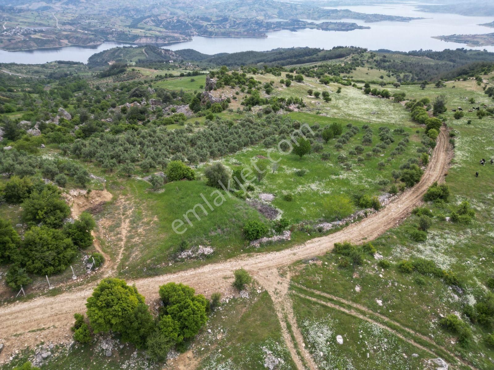 Onikişubat Yenicekale Satılık Zeytinlik  CB'DEN YENİCEKALE'DE BARAJ MANZARALI SATILIK ZEYTİN BAHÇESİ