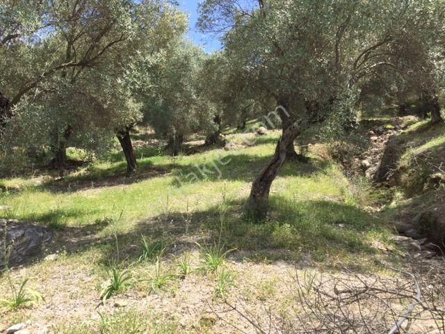 008-yağ Verimi Yüksek Zeytinlik - Görsel 5