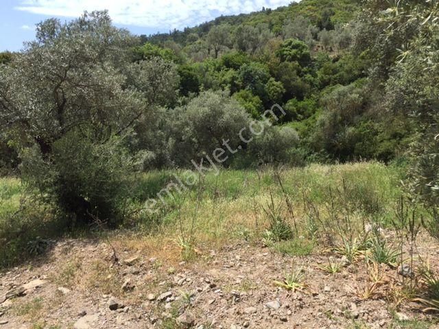 008-yağ Verimi Yüksek Zeytinlik - Görsel 10