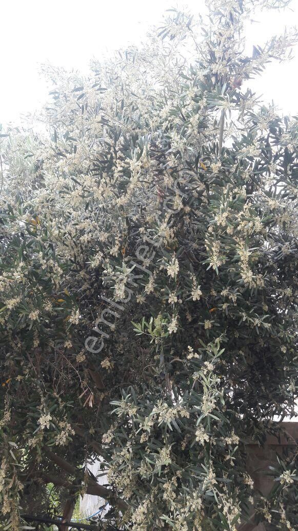 008-yağ Verimi Yüksek Zeytinlik - Görsel 2