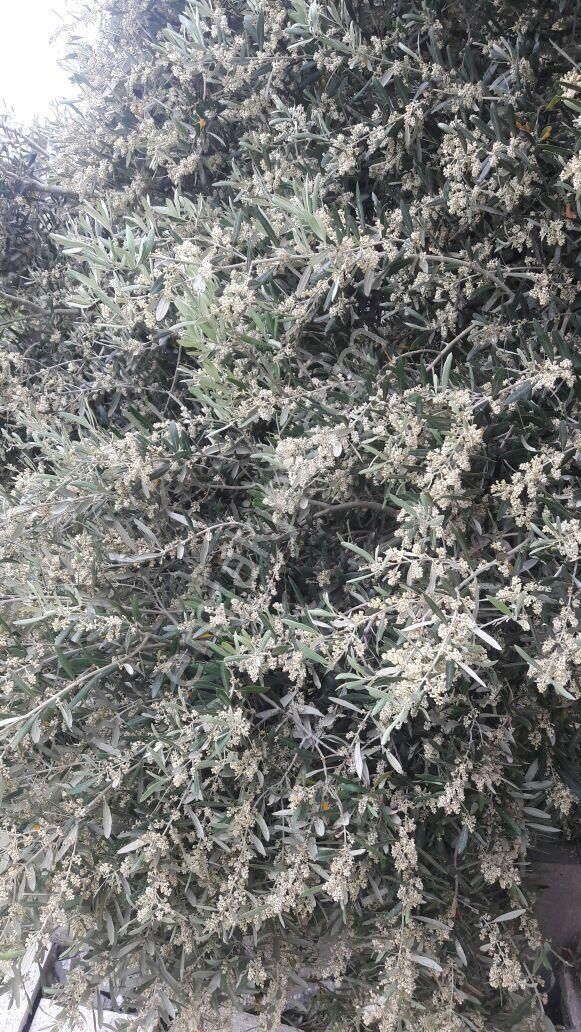 008-yağ Verimi Yüksek Zeytinlik - Görsel 4