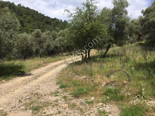 008-yağ Verimi Yüksek Zeytinlik - Görsel 7