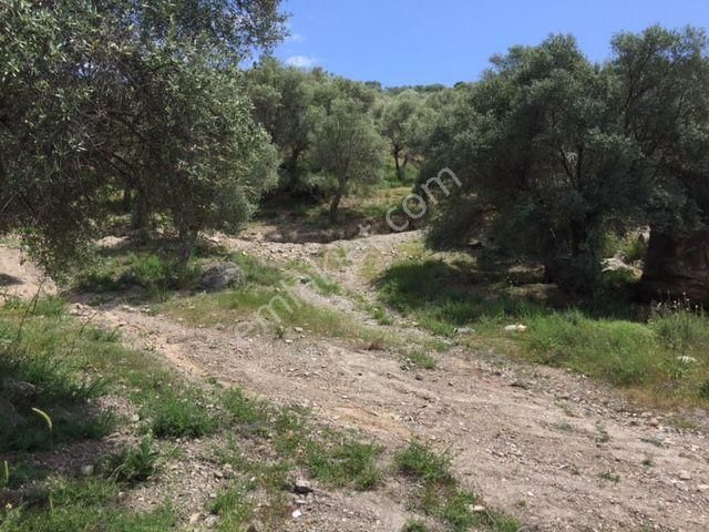 008-yağ Verimi Yüksek Zeytinlik - Görsel 6