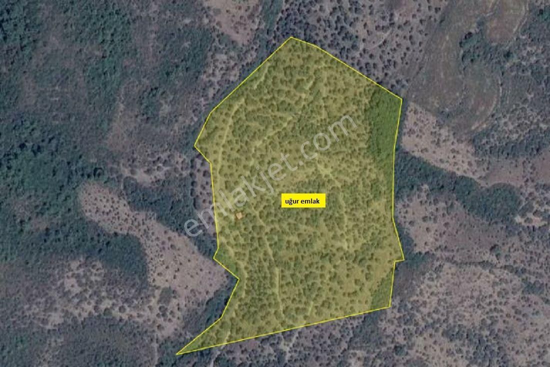 008-yağ Verimi Yüksek Zeytinlik - Görsel 12