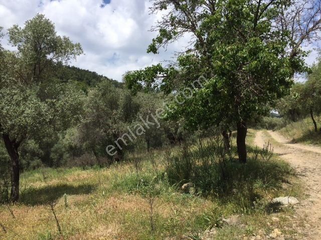 008-yağ Verimi Yüksek Zeytinlik - Görsel 8