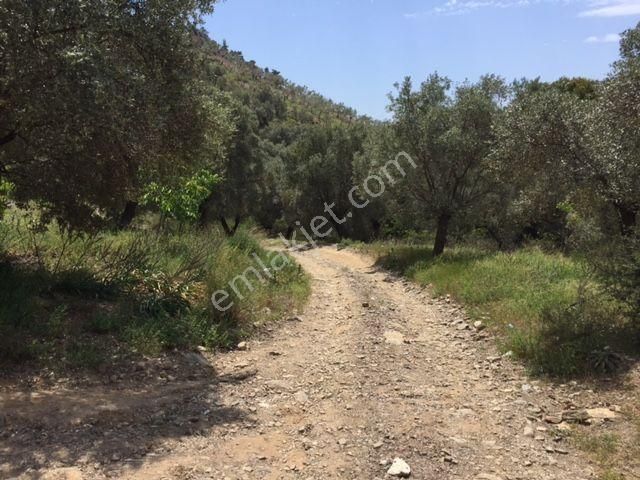 008-yağ Verimi Yüksek Zeytinlik - Görsel 11