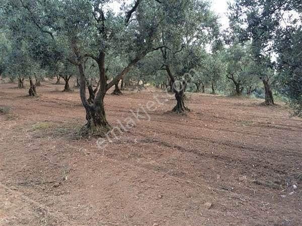 Gemlik Güvenli Satılık Zeytinlik Depremden uzak hobi bahçen.