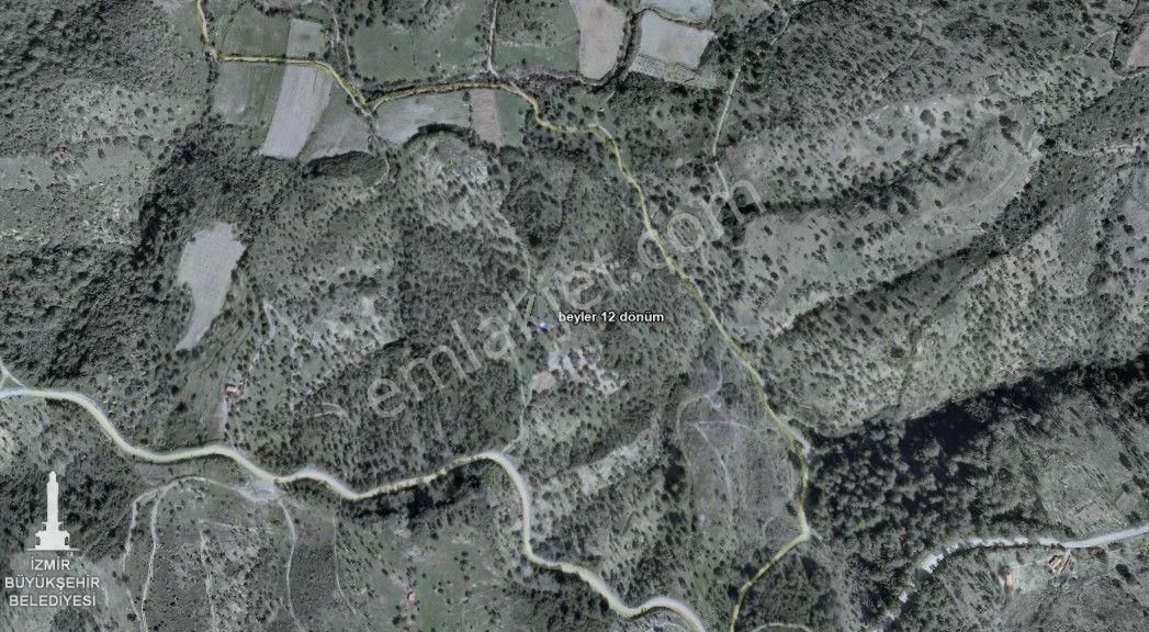 009-bakımlı Verimli Zeytinlik - Görsel 3